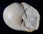 Ampullina perusta (DEFRANCE in BRONGNIART 1823) - Bild &copy; FossNet FossilienStore